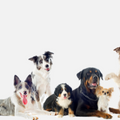 CANE IN AEREO: IN STIVA O CABINA?