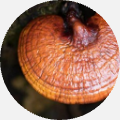 Funghi Reishi